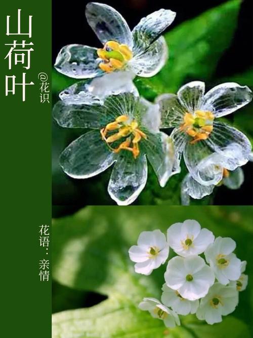 山荷叶的养殖方法，山荷叶的作用与功效