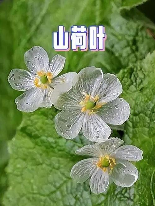 山荷叶的养殖方法，山荷叶的作用与功效-第3张图片-优品飞百科