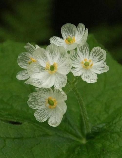 山荷叶的养殖方法，山荷叶的作用与功效-第4张图片-优品飞百科