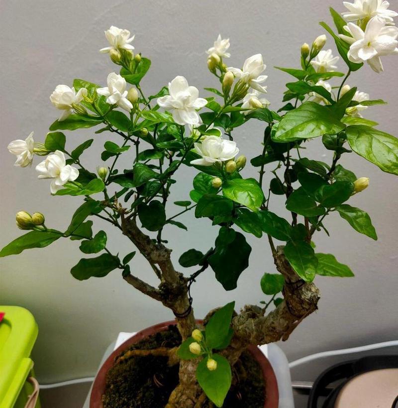 茉莉老桩如何催发新枝，茉莉老桩如何处理?