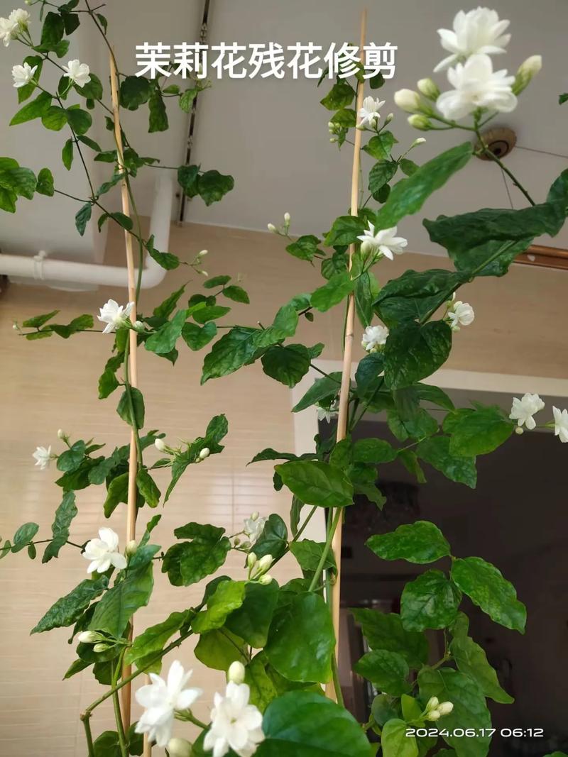 茉莉老桩如何催发新枝，茉莉老桩如何处理?-第2张图片-优品飞百科