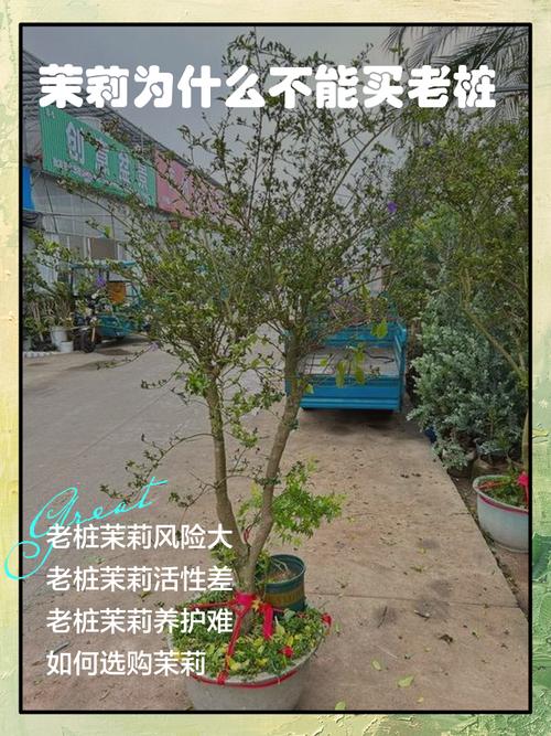 茉莉老桩如何催发新枝，茉莉老桩如何处理?-第3张图片-优品飞百科