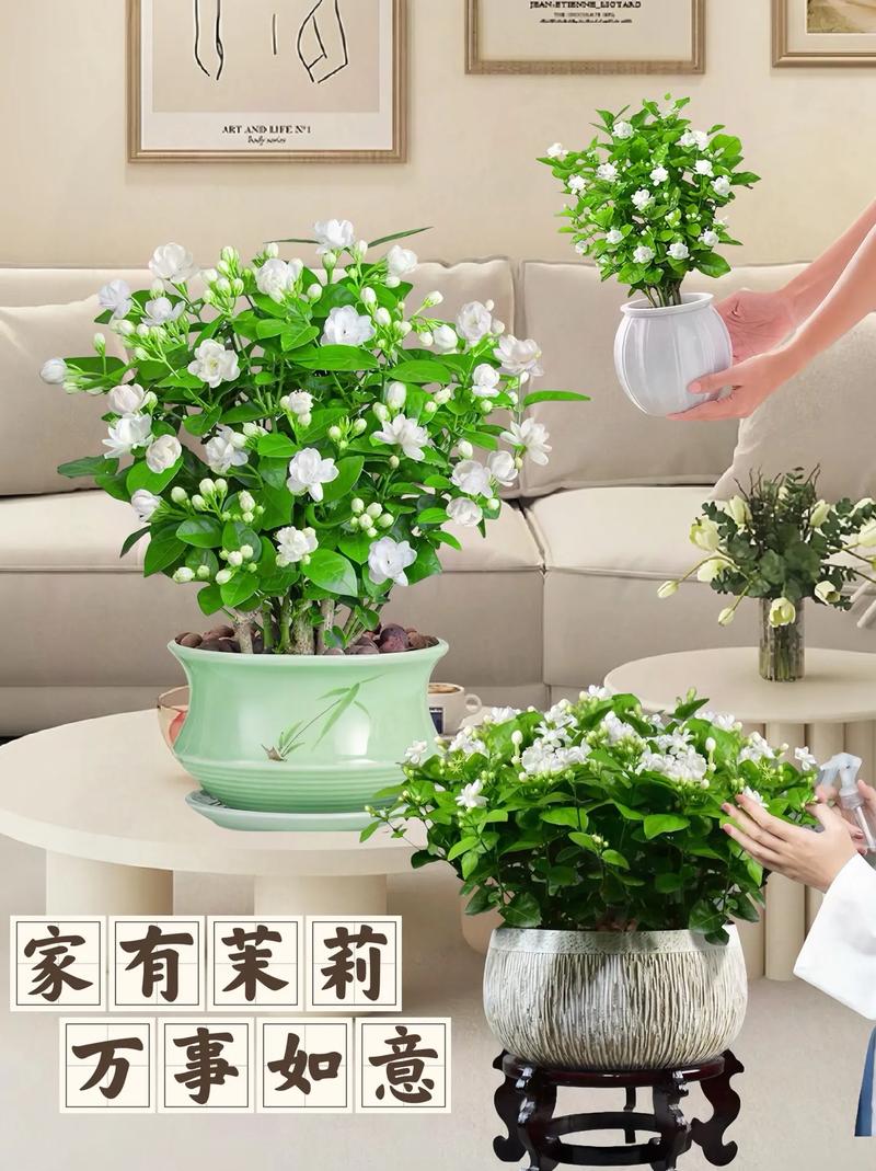 茉莉老桩如何催发新枝，茉莉老桩如何处理?-第4张图片-优品飞百科