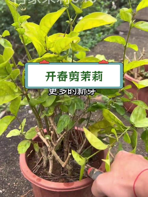 茉莉老桩如何催发新枝，茉莉老桩如何处理?-第5张图片-优品飞百科