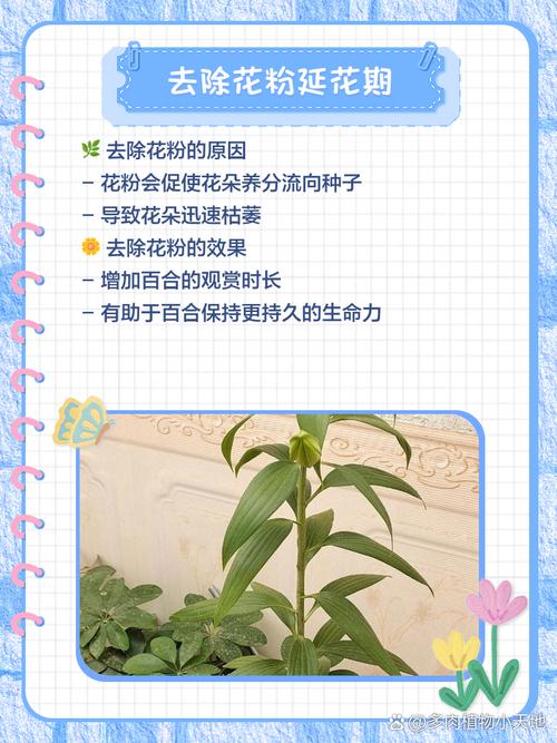 百合要怎么养，百合要怎么养才长得好-第2张图片-优品飞百科