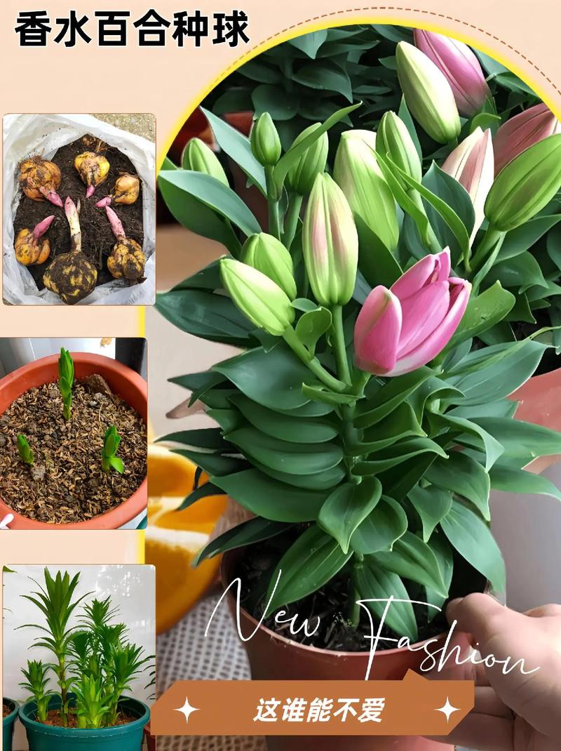 百合要怎么养，百合要怎么养才长得好-第4张图片-优品飞百科