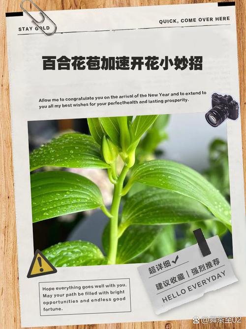 百合要怎么养，百合要怎么养才长得好-第6张图片-优品飞百科