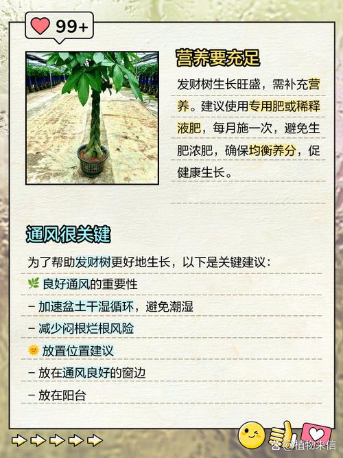 如何养好发财树,如何养好发财树?只需做好4方面,发财树就能蹭蹭的长?-第2张图片-优品飞百科 如何养好发财树,如何养好发财树?只需做好4方面,发财树就能蹭蹭的长?-第2张图片-优品飞百科