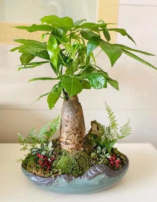 如何养好发财树,如何养好发财树?只需做好4方面,发财树就能蹭蹭的长?-第3张图片-优品飞百科 如何养好发财树,如何养好发财树?只需做好4方面,发财树就能蹭蹭的长?-第3张图片-优品飞百科