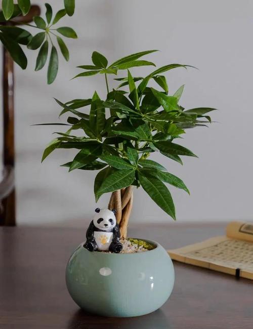 如何养好发财树,如何养好发财树?只需做好4方面,发财树就能蹭蹭的长?-第4张图片-优品飞百科 如何养好发财树,如何养好发财树?只需做好4方面,发财树就能蹭蹭的长?-第4张图片-优品飞百科