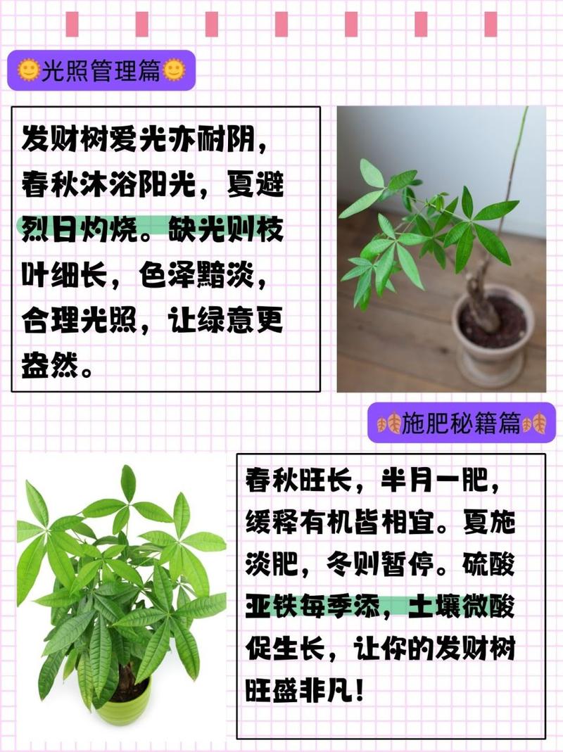 如何养好发财树,如何养好发财树?只需做好4方面,发财树就能蹭蹭的长?-第5张图片-优品飞百科 如何养好发财树,如何养好发财树?只需做好4方面,发财树就能蹭蹭的长?-第5张图片-优品飞百科