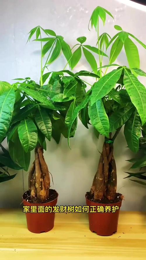 如何养好发财树,如何养好发财树?只需做好4方面,发财树就能蹭蹭的长?-第6张图片-优品飞百科 如何养好发财树,如何养好发财树?只需做好4方面,发财树就能蹭蹭的长?-第6张图片-优品飞百科