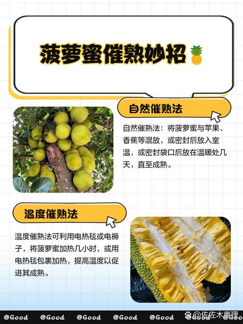 没熟的菠萝蜜怎么催熟，没熟的菠萝蜜怎么处理？-第6张图片-优品飞百科