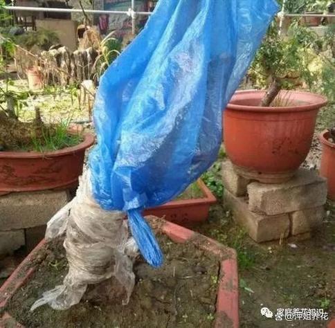 给花套个塑料袋，给花套个塑料袋好吗