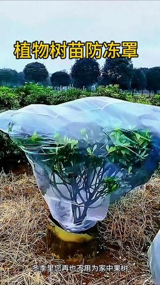 给花套个塑料袋，给花套个塑料袋好吗-第2张图片-优品飞百科