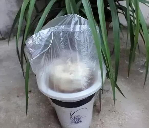 给花套个塑料袋，给花套个塑料袋好吗-第3张图片-优品飞百科