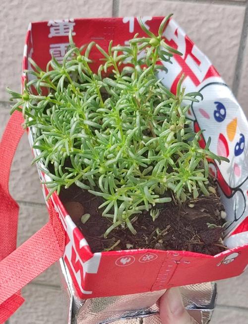 给花套个塑料袋，给花套个塑料袋好吗-第6张图片-优品飞百科