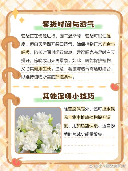 给花套个塑料袋，给花套个塑料袋好吗-第7张图片-优品飞百科