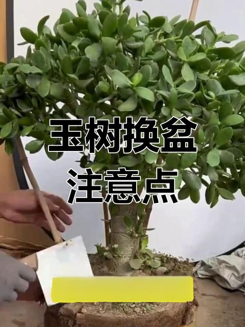 玉树冬天怎么养，玉树冬天怎么养能开花-第1张图片-优品飞百科