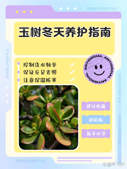 玉树冬天怎么养，玉树冬天怎么养能开花-第2张图片-优品飞百科