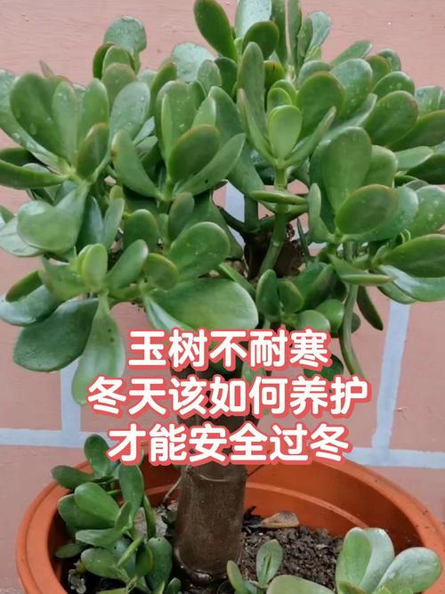 玉树冬天怎么养，玉树冬天怎么养能开花-第3张图片-优品飞百科