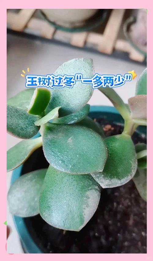 玉树冬天怎么养，玉树冬天怎么养能开花-第4张图片-优品飞百科