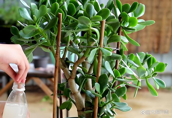 玉树冬天怎么养，玉树冬天怎么养能开花-第5张图片-优品飞百科