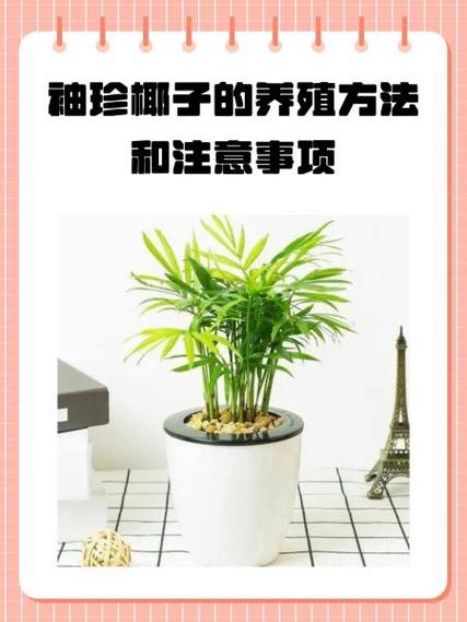 袖珍椰子浇多少水，袖珍椰子浇多少水比较好-第2张图片-优品飞百科