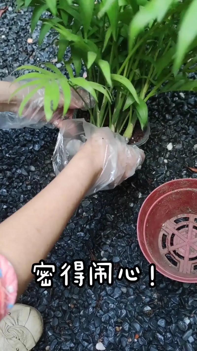 袖珍椰子浇多少水，袖珍椰子浇多少水比较好-第3张图片-优品飞百科