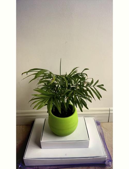 袖珍椰子浇多少水，袖珍椰子浇多少水比较好-第4张图片-优品飞百科