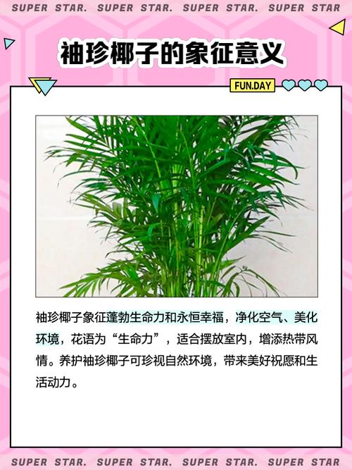 袖珍椰子浇多少水，袖珍椰子浇多少水比较好-第5张图片-优品飞百科