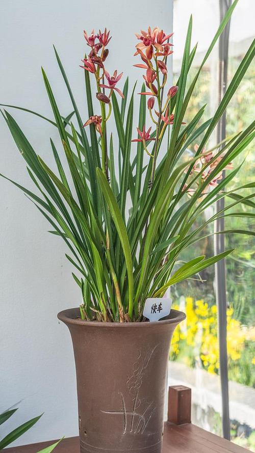 冬天养铁兰的禁忌，冬天铁兰怎么养