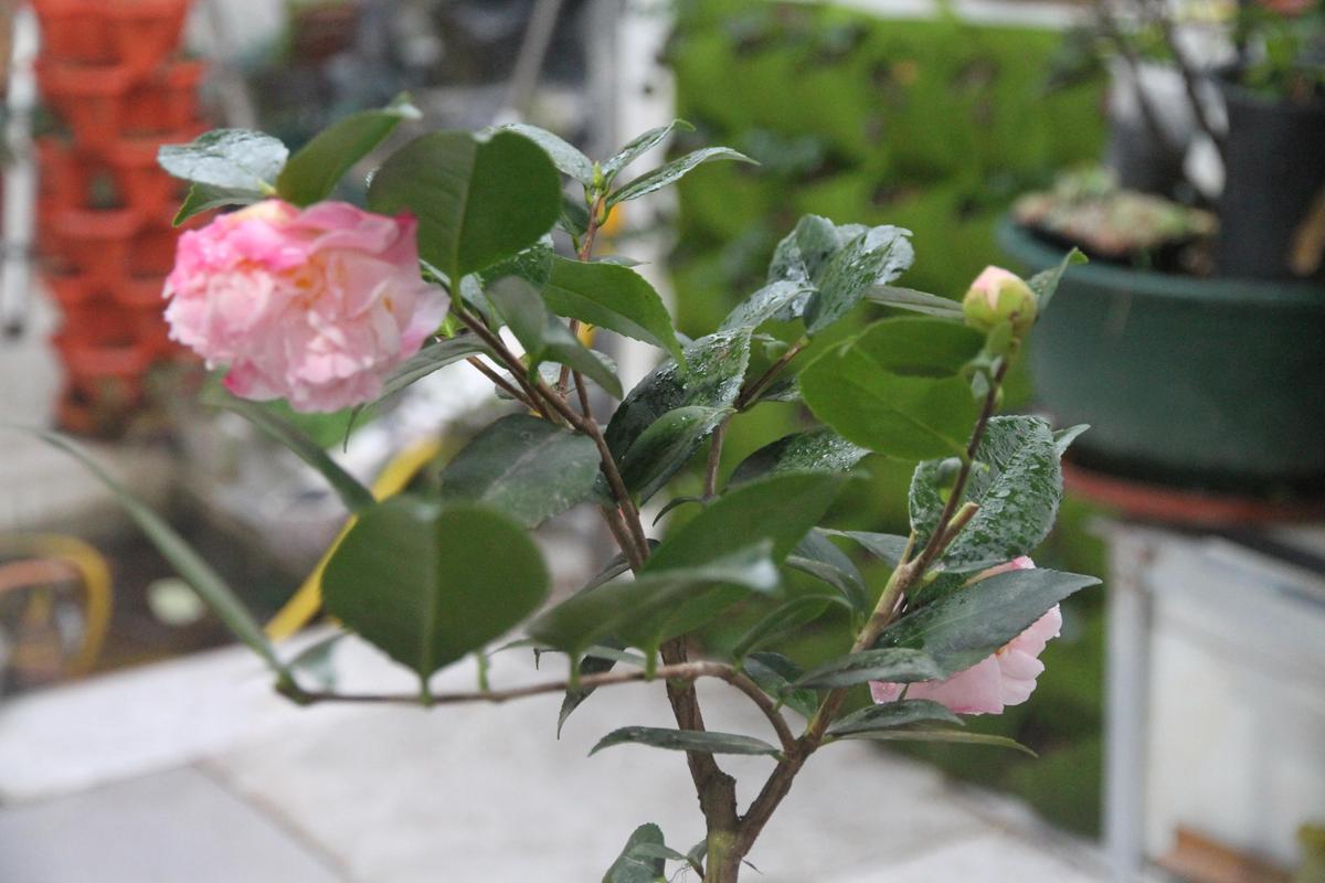 冬天养铁兰的禁忌，冬天铁兰怎么养-第2张图片-优品飞百科