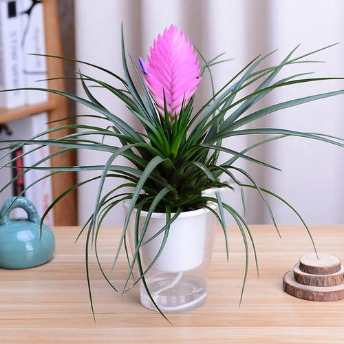 冬天养铁兰的禁忌，冬天铁兰怎么养-第5张图片-优品飞百科