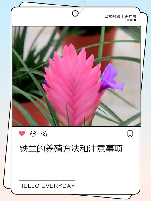 冬天养铁兰的禁忌，冬天铁兰怎么养-第6张图片-优品飞百科