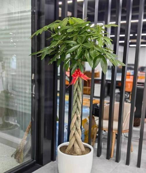 冬天养铁兰的禁忌，冬天铁兰怎么养-第7张图片-优品飞百科