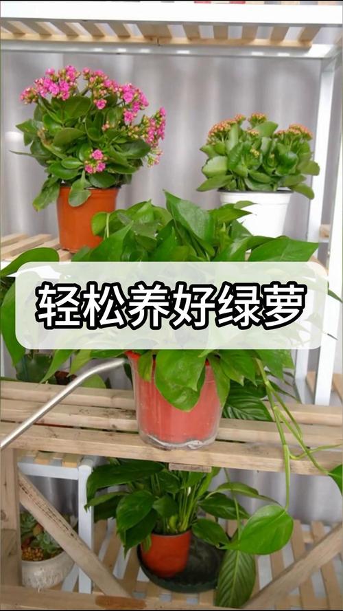 绿萝是喜阴还是喜阳，绿萝是喜阴还是喜阳光？