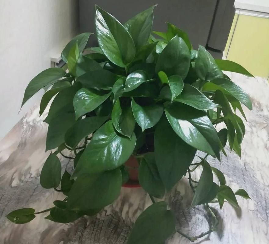 绿萝是喜阴还是喜阳，绿萝是喜阴还是喜阳光？-第3张图片-优品飞百科