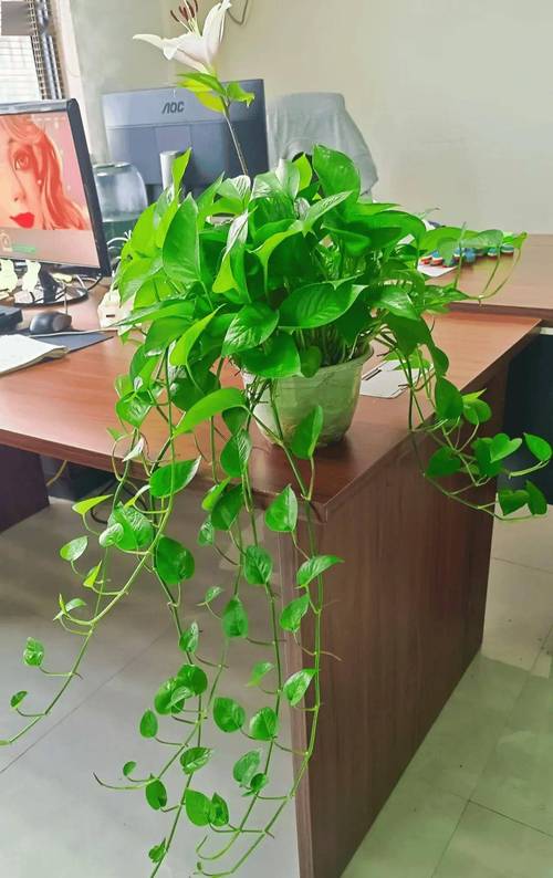 绿萝是喜阴还是喜阳，绿萝是喜阴还是喜阳光？-第4张图片-优品飞百科
