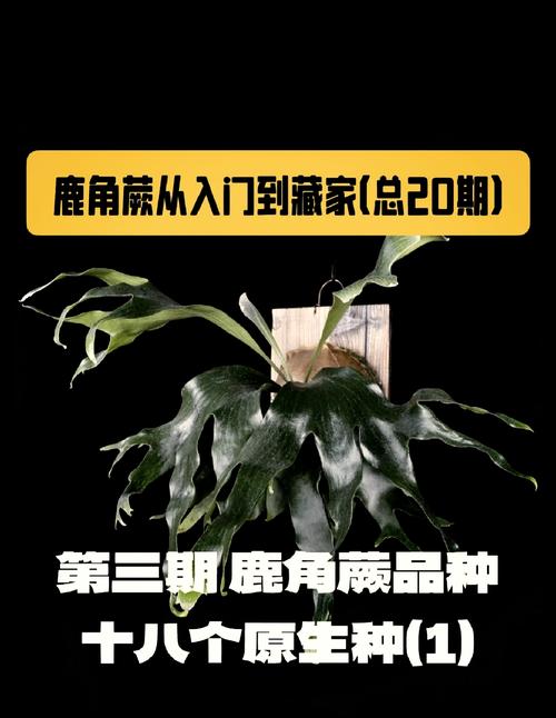 鹿角蕨怎么养？鹿角蕨怎么养护和浇水？