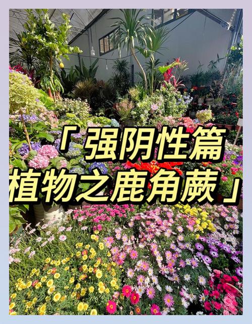 鹿角蕨怎么养？鹿角蕨怎么养护和浇水？-第2张图片-优品飞百科