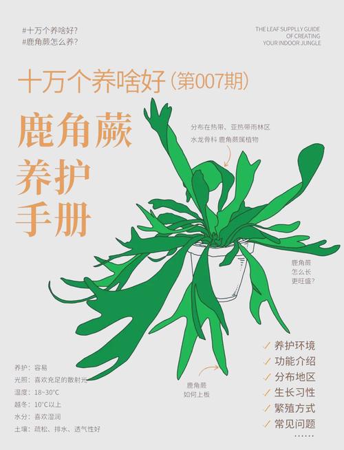 鹿角蕨怎么养？鹿角蕨怎么养护和浇水？-第3张图片-优品飞百科