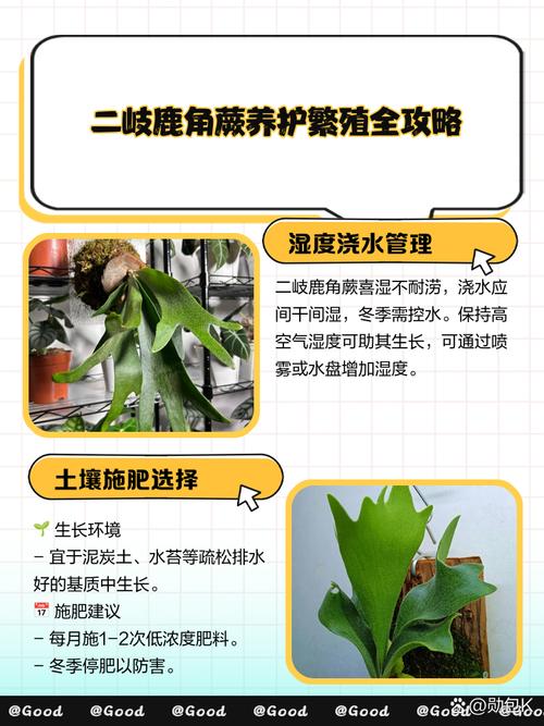 鹿角蕨怎么养？鹿角蕨怎么养护和浇水？-第4张图片-优品飞百科