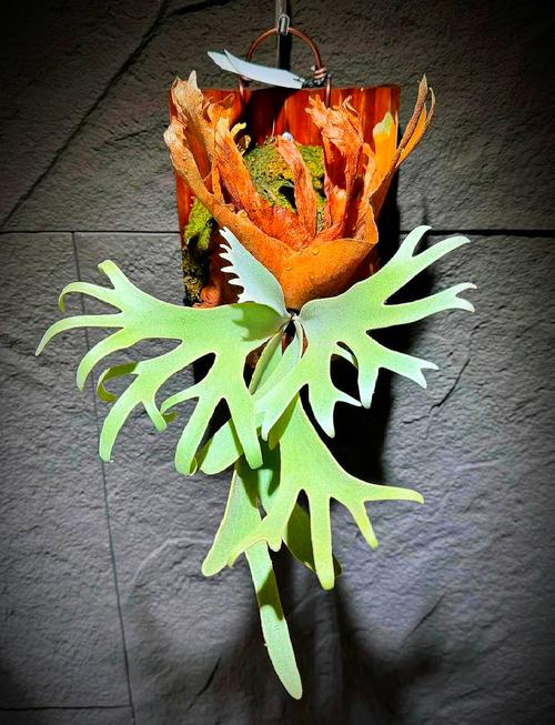 鹿角蕨怎么养？鹿角蕨怎么养护和浇水？-第5张图片-优品飞百科