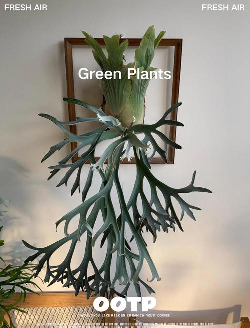 鹿角蕨怎么养？鹿角蕨怎么养护和浇水？-第6张图片-优品飞百科