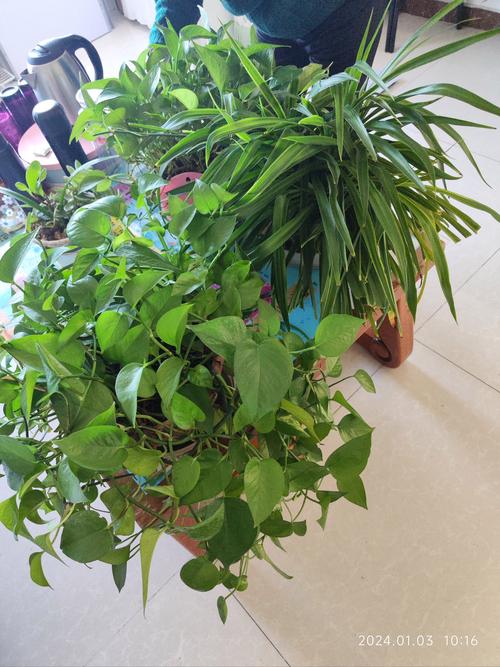 隔壁老王养的绿萝竟然爬进我家？绿萝爬的屋里好不好？