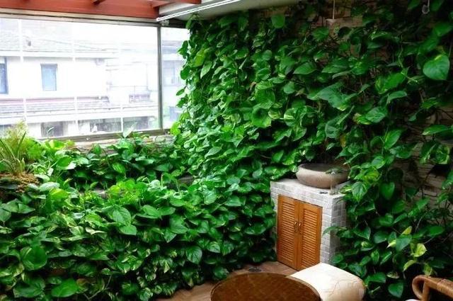 隔壁老王养的绿萝竟然爬进我家？绿萝爬的屋里好不好？-第2张图片-优品飞百科