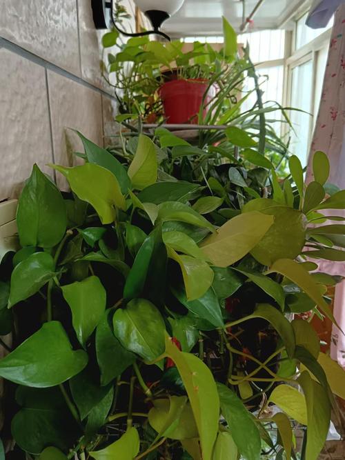 隔壁老王养的绿萝竟然爬进我家？绿萝爬的屋里好不好？-第3张图片-优品飞百科
