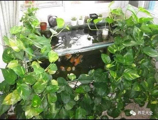 隔壁老王养的绿萝竟然爬进我家？绿萝爬的屋里好不好？-第4张图片-优品飞百科