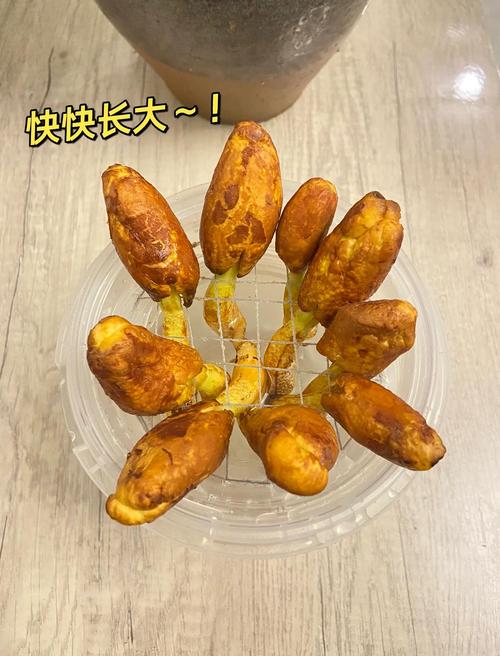 榴莲核怎么种？榴莲核怎么种植方法？